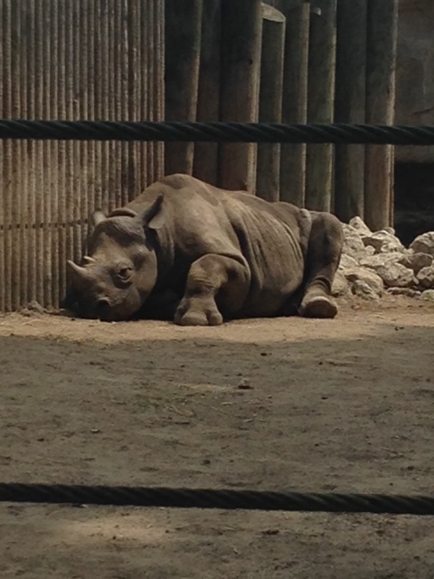 Rhino Lincoln Park Zoo