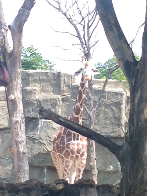 Giraffe Lincoln Park Zoo