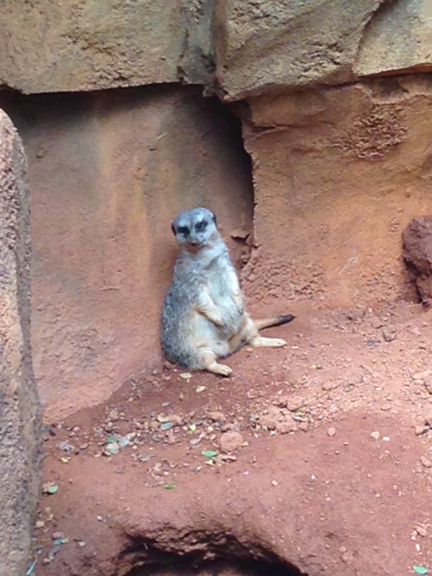 Lincoln Park Zoo Chillin