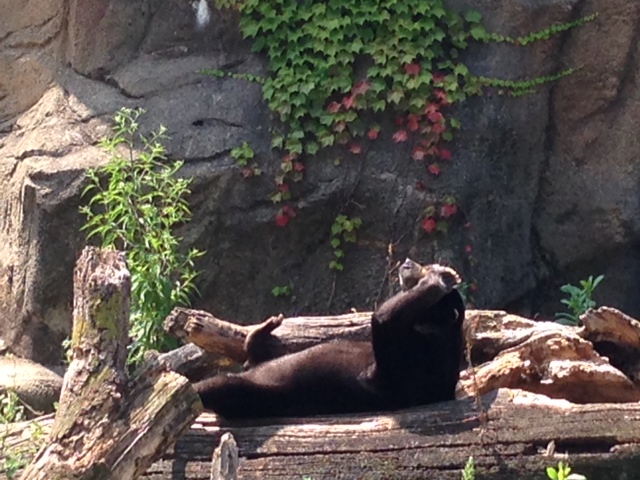 Malayan Sun Bear Lincoln Park Zoo