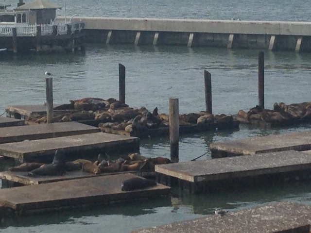 Seals at Pier 39
