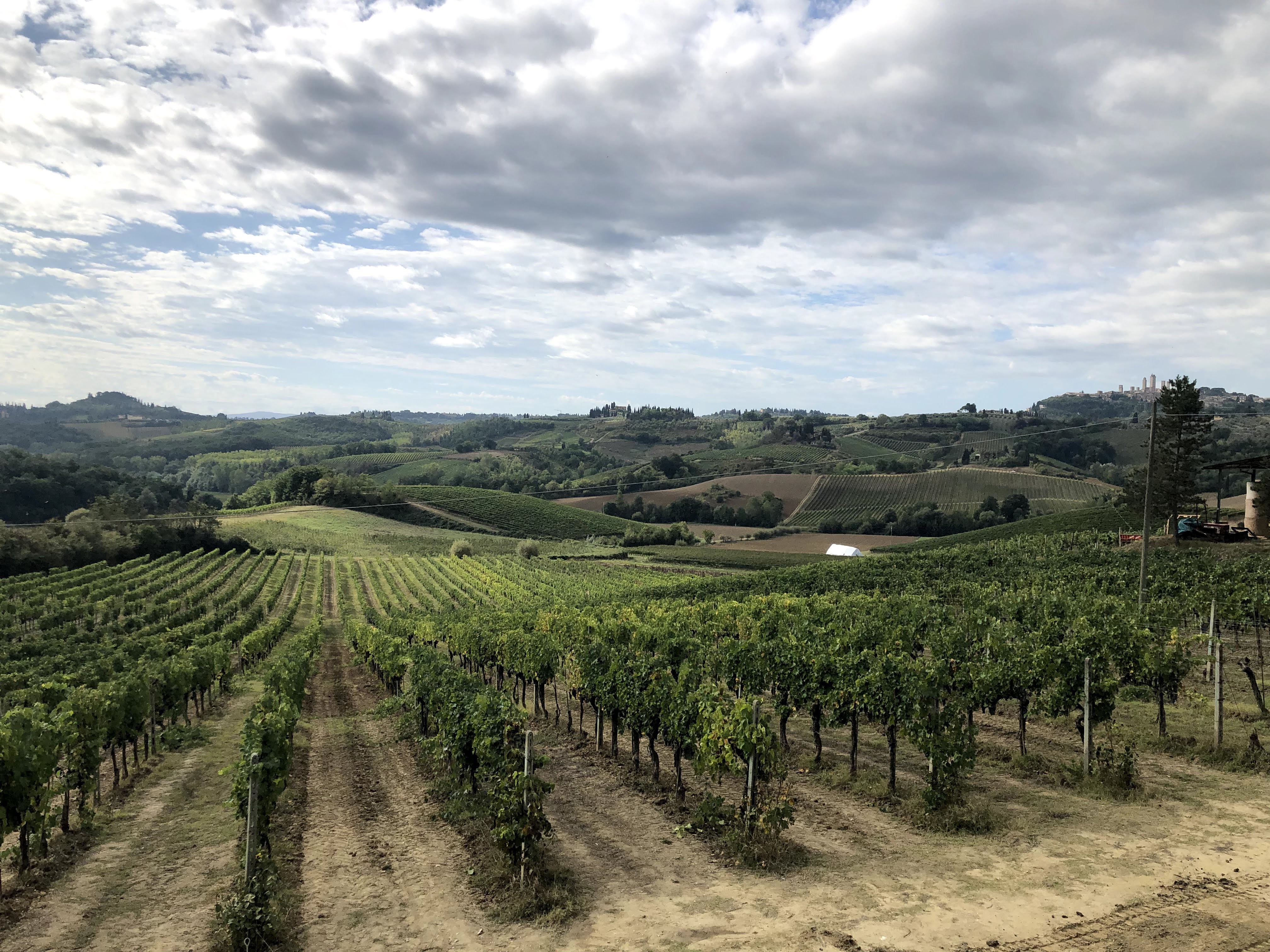 Fattoria Poggio Allora Vineyards