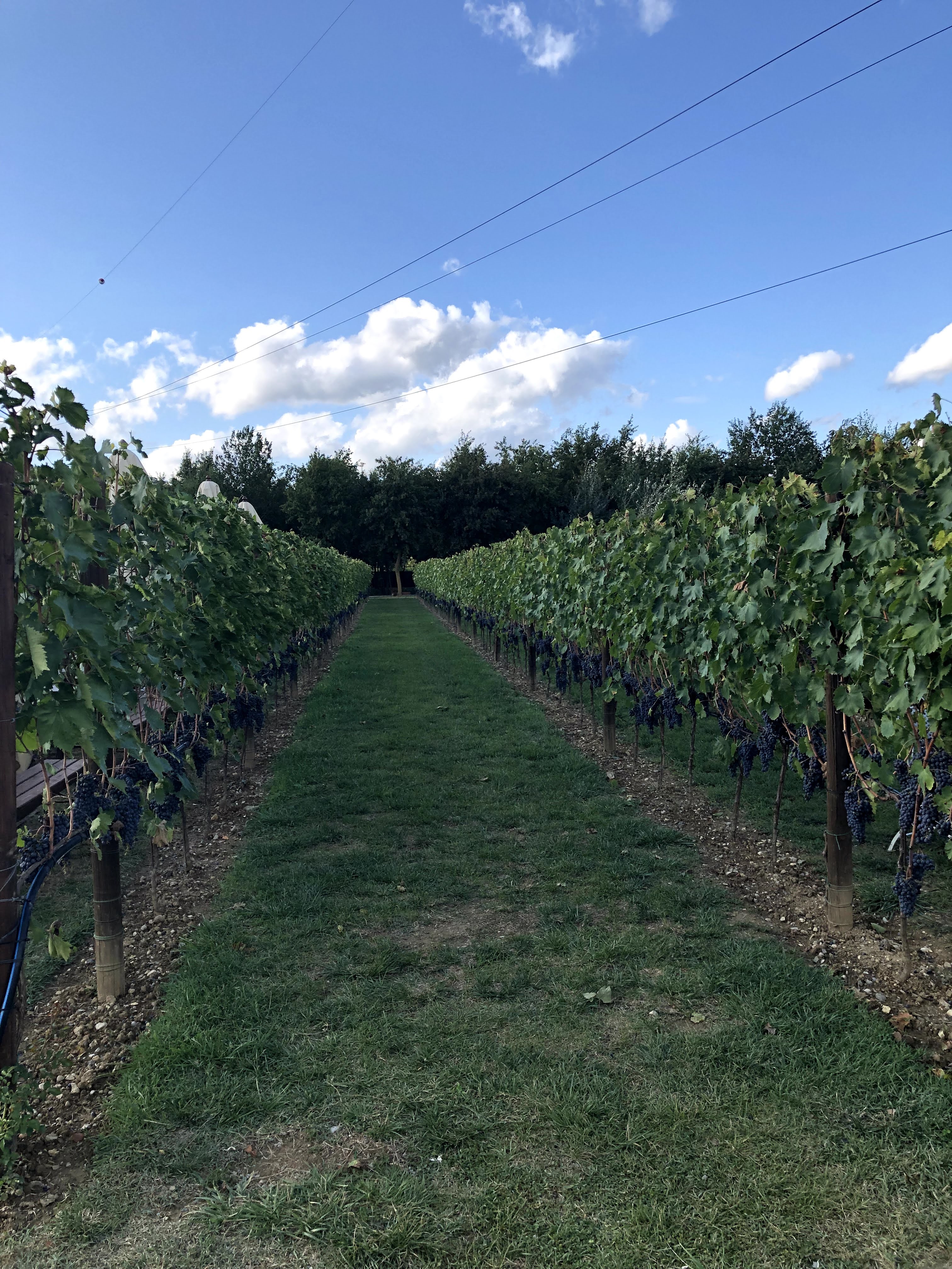 Tenuta Torciano Tuscany